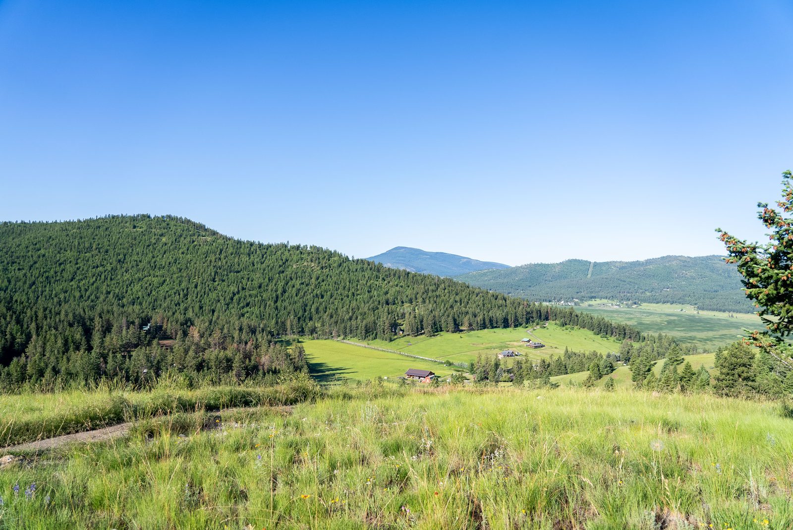 Rolling pasture and timbered ridgeline with distant Montana mountains