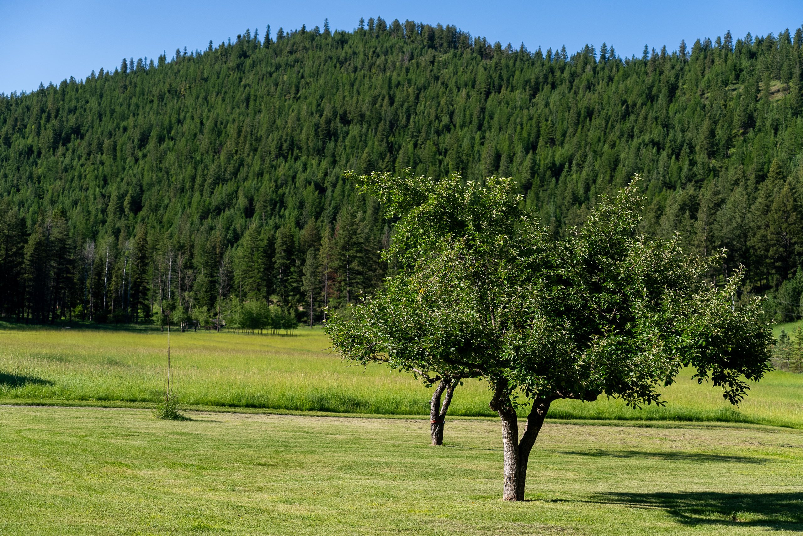 Open meadow with a single mature tree and forest backdrop