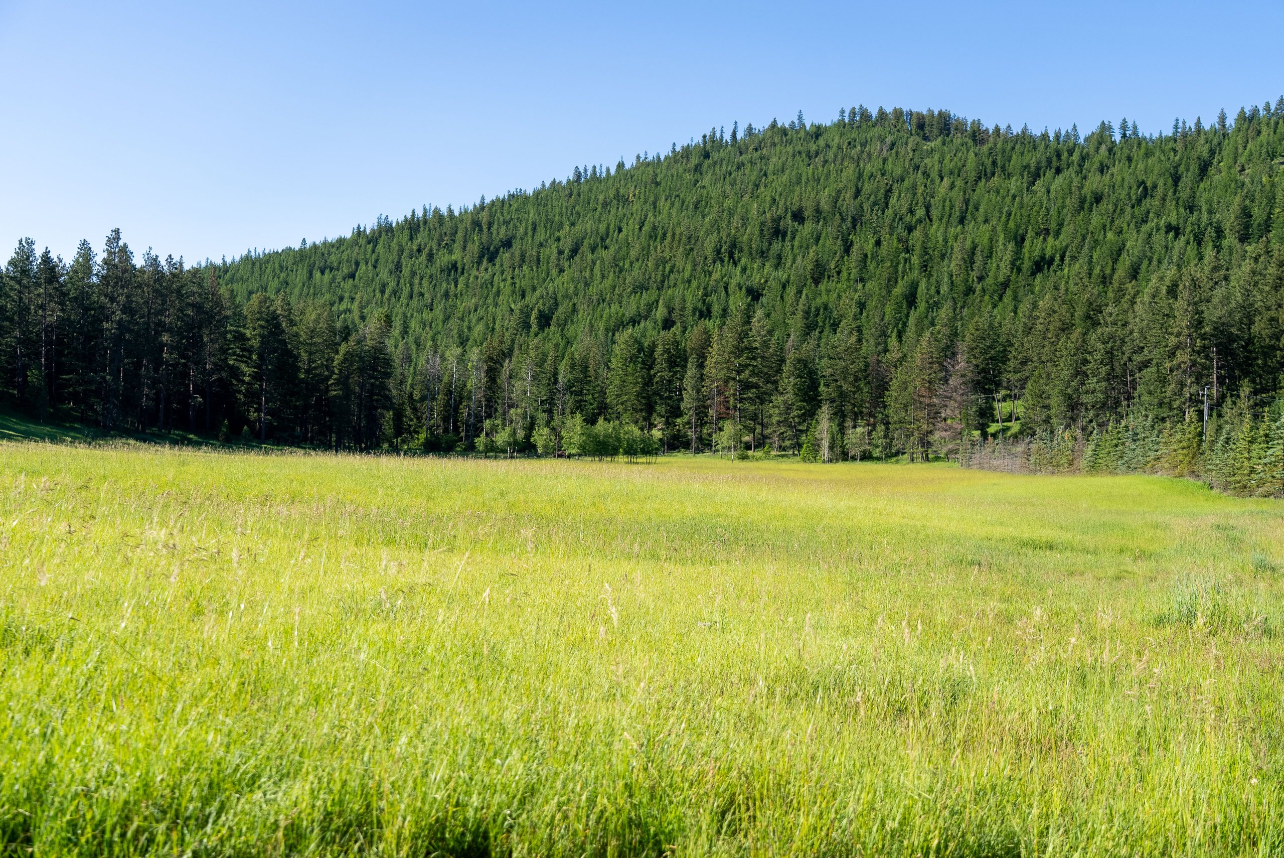 Green pasture meeting timbered hillside on the 92 acres