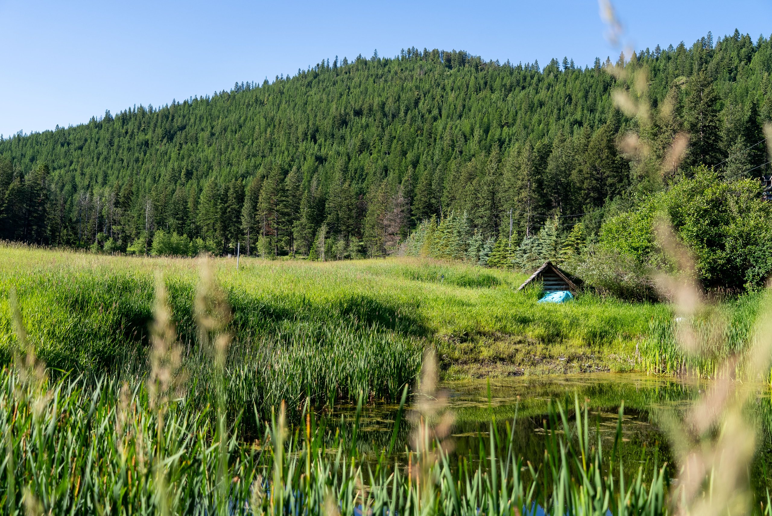 Spring-fed water and wetland grasses at the edge of the pasture